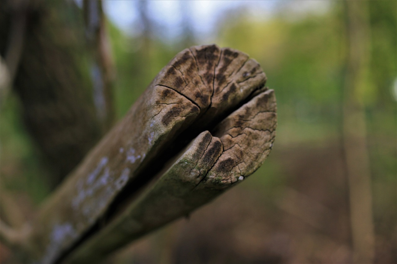 Selective Pruning for Healthy Plants